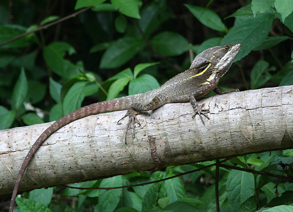 Basiliscus vittatus -Baziliek pruhovan